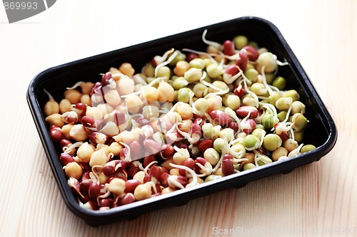 Image of vegetable sprouts
