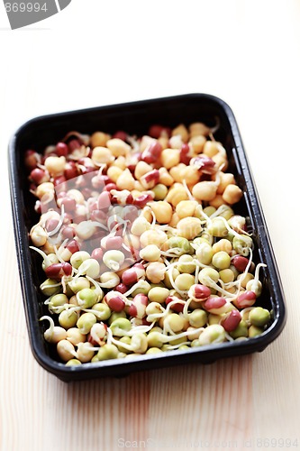 Image of vegetable sprouts