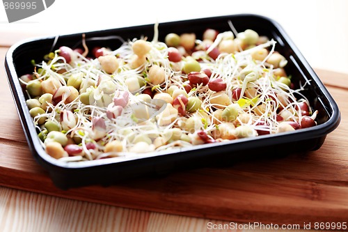Image of vegetable sprouts
