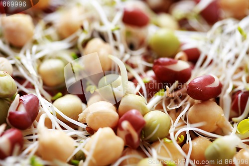 Image of vegetable sprouts