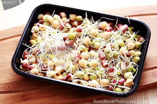 Image of vegetable sprouts