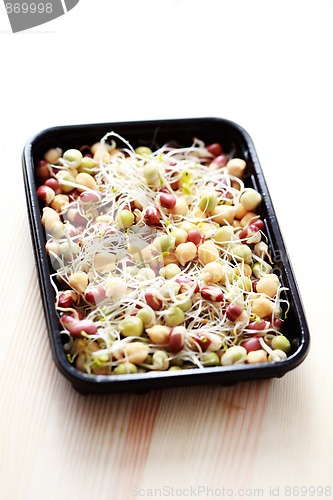 Image of vegetable sprouts