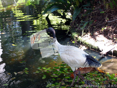 Image of Hungry Stork