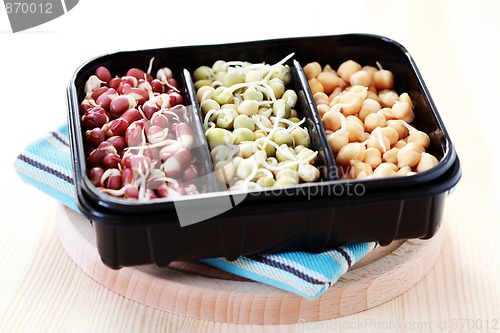Image of vegetable sprouts