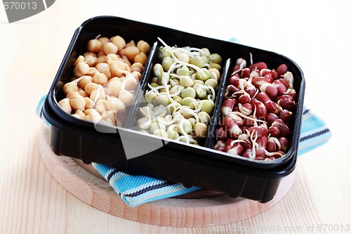 Image of vegetable sprouts