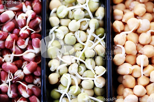 Image of vegetable sprouts