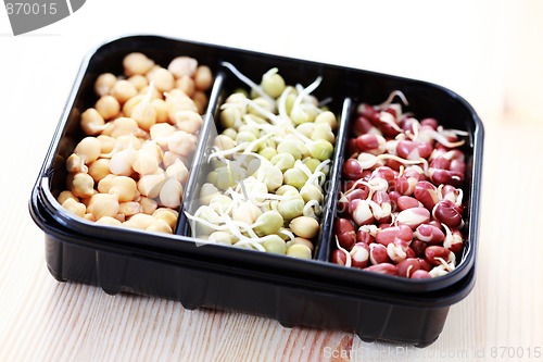 Image of vegetable sprouts