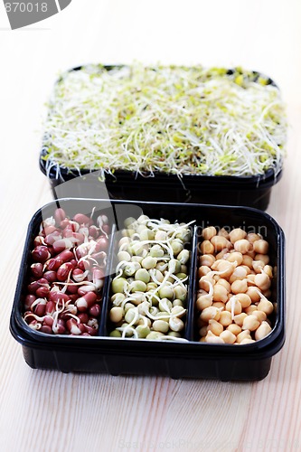 Image of vegetable sprouts