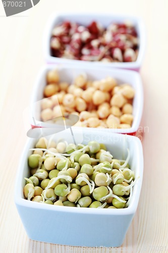 Image of vegetable sprouts