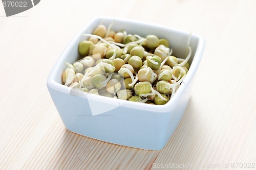 Image of sweet peas sprouts