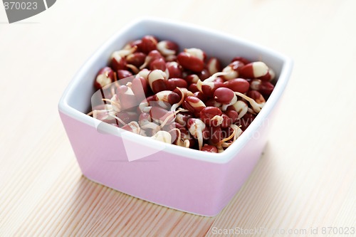 Image of kidney beans sprouts