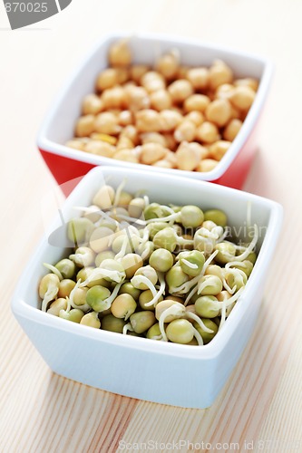 Image of vegetable sprouts