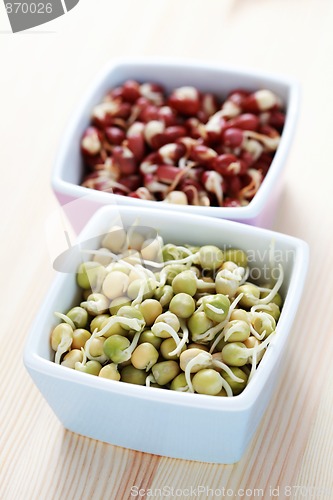 Image of vegetable sprouts