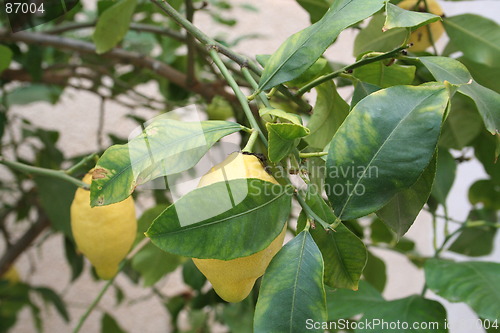 Image of Lemon tree