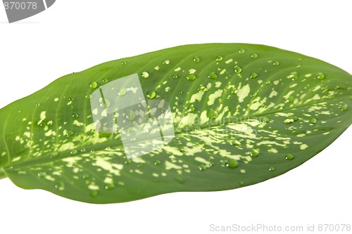 Image of green leaf with drops water