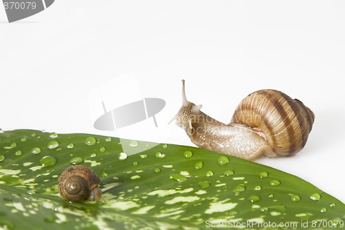 Image of gren leaf and two snail