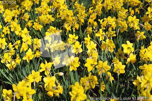 Image of Yellow Spring Daffodils