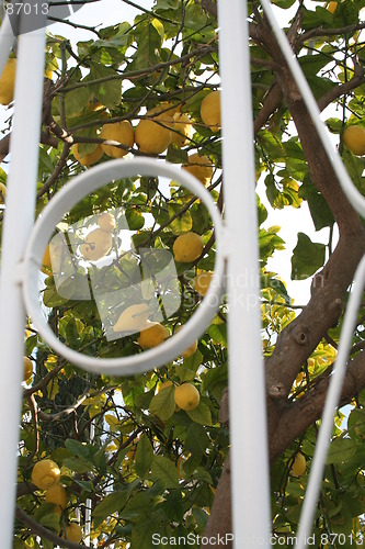 Image of A lot of lemons