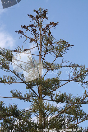 Image of Cypress with  cones