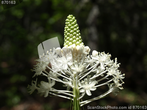 Image of Mountain flower