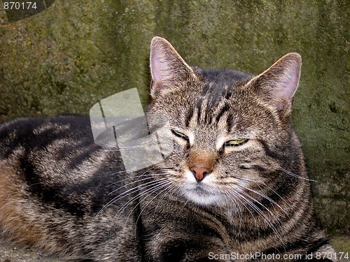 Image of cat