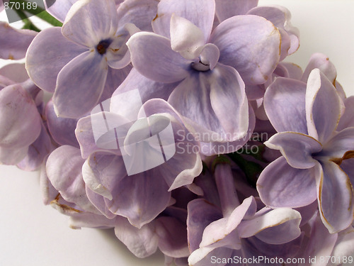 Image of lilac