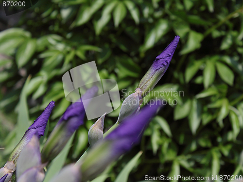 Image of Violet gladiolus buds