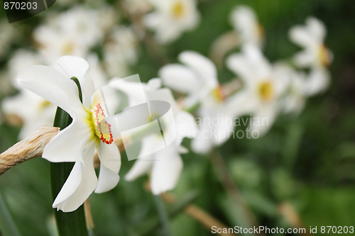 Image of Row of narcissuses