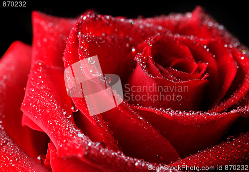 Image of Rose dew drops