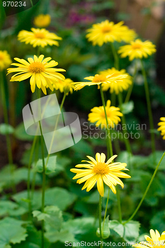 Image of yellow flowers