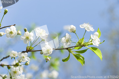 Image of flower tree