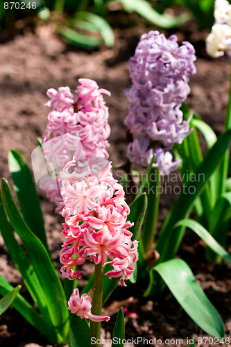 Image of hyacinth flowers