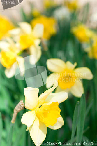 Image of yellow narcissuses