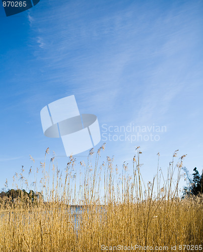 Image of Blu sky and grass