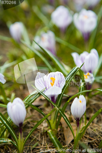 Image of First spring flowers