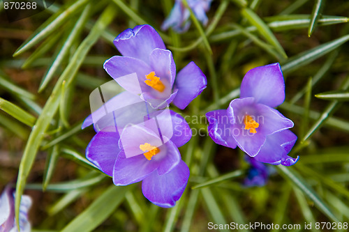 Image of First spring flowers