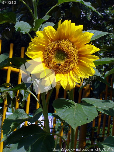 Image of sunflower