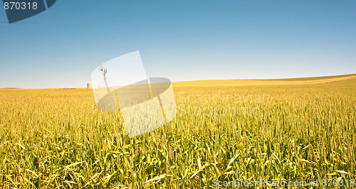 Image of wheat field in the country