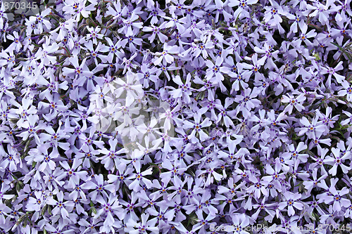 Image of real blue flowers background