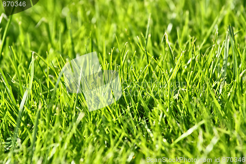 Image of photo of nice grass for background