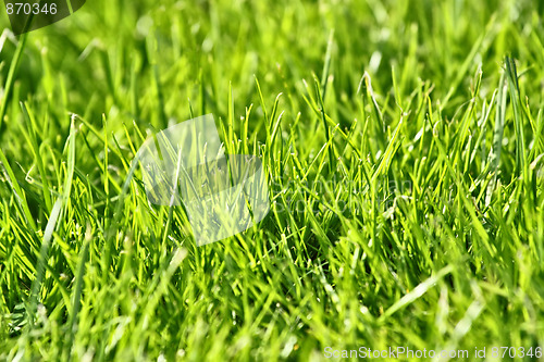Image of photo of nice grass for background