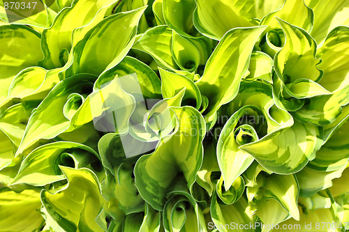 Image of green leaves texture  for background use