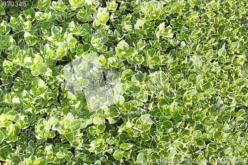 Image of green leaves texture  for background use