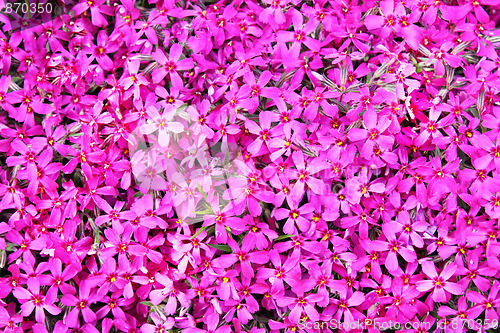 Image of real pink flowers background