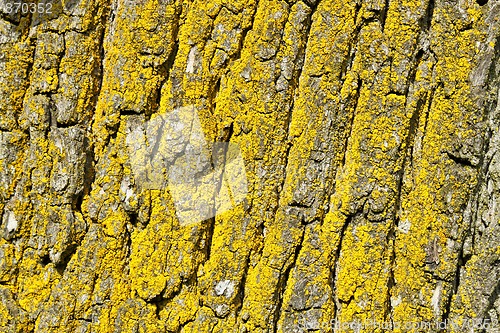 Image of tree bark texture