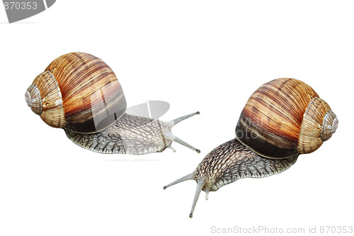 Image of Two garden snails isolated