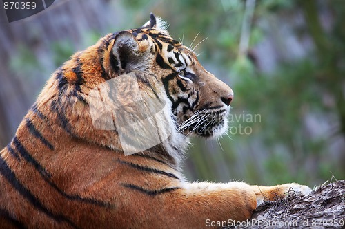 Image of Tiger