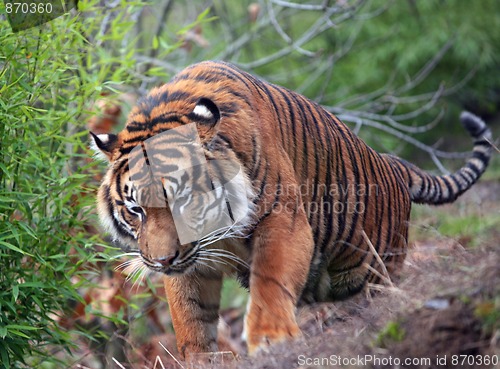 Image of Tiger