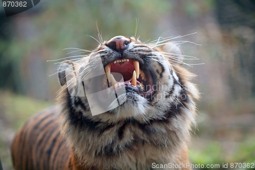Image of tiger