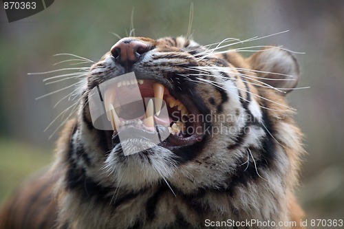 Image of tiger